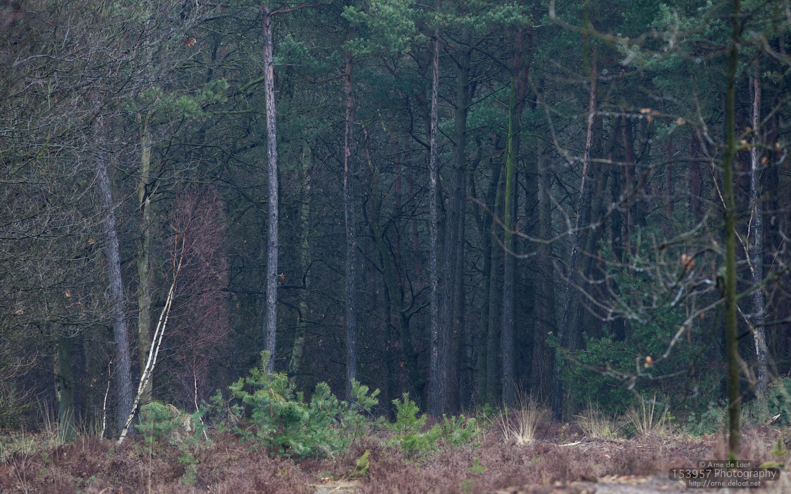 ADL_017994    100315 143723