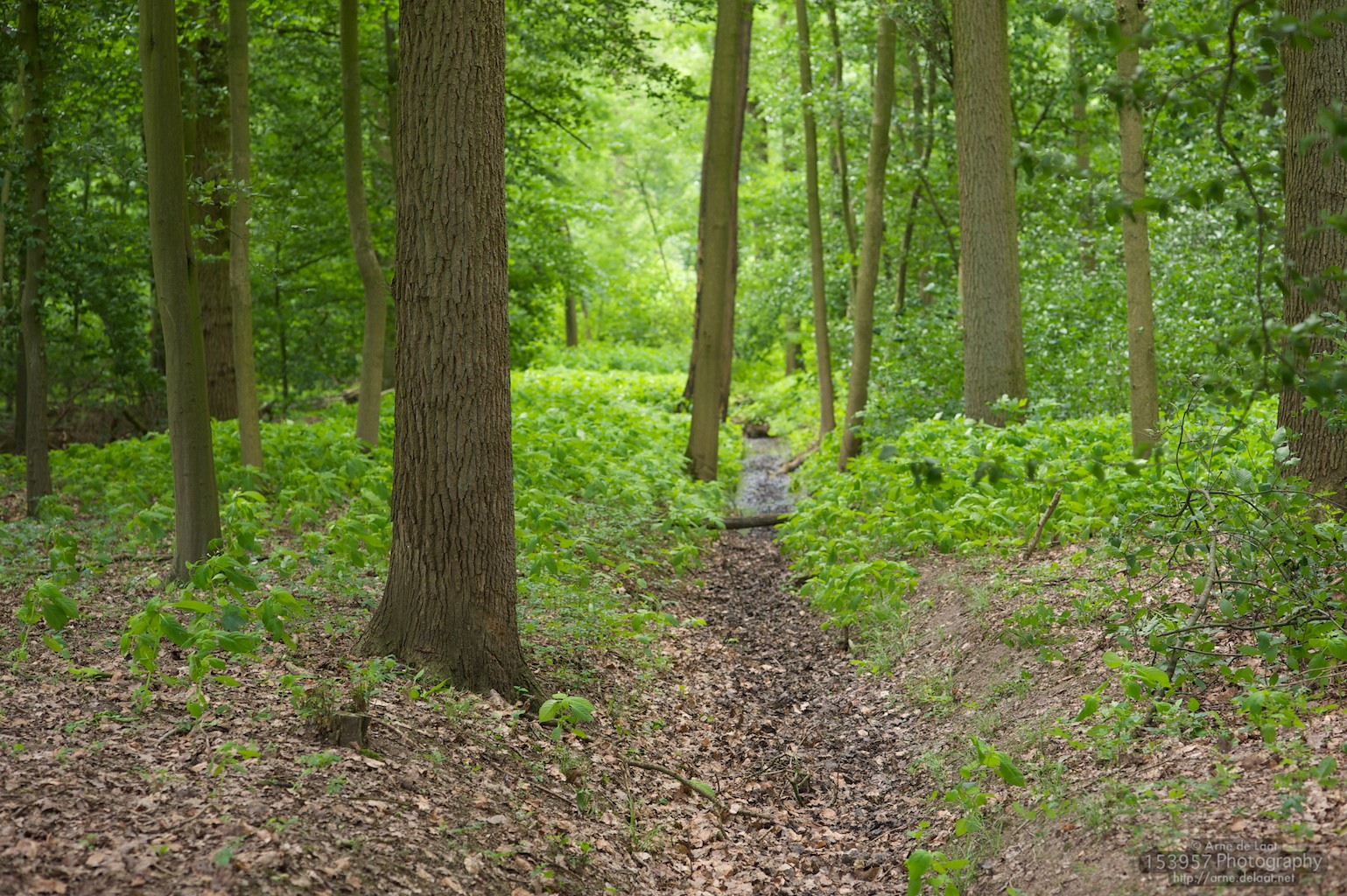 ADL_031367    100615 111700